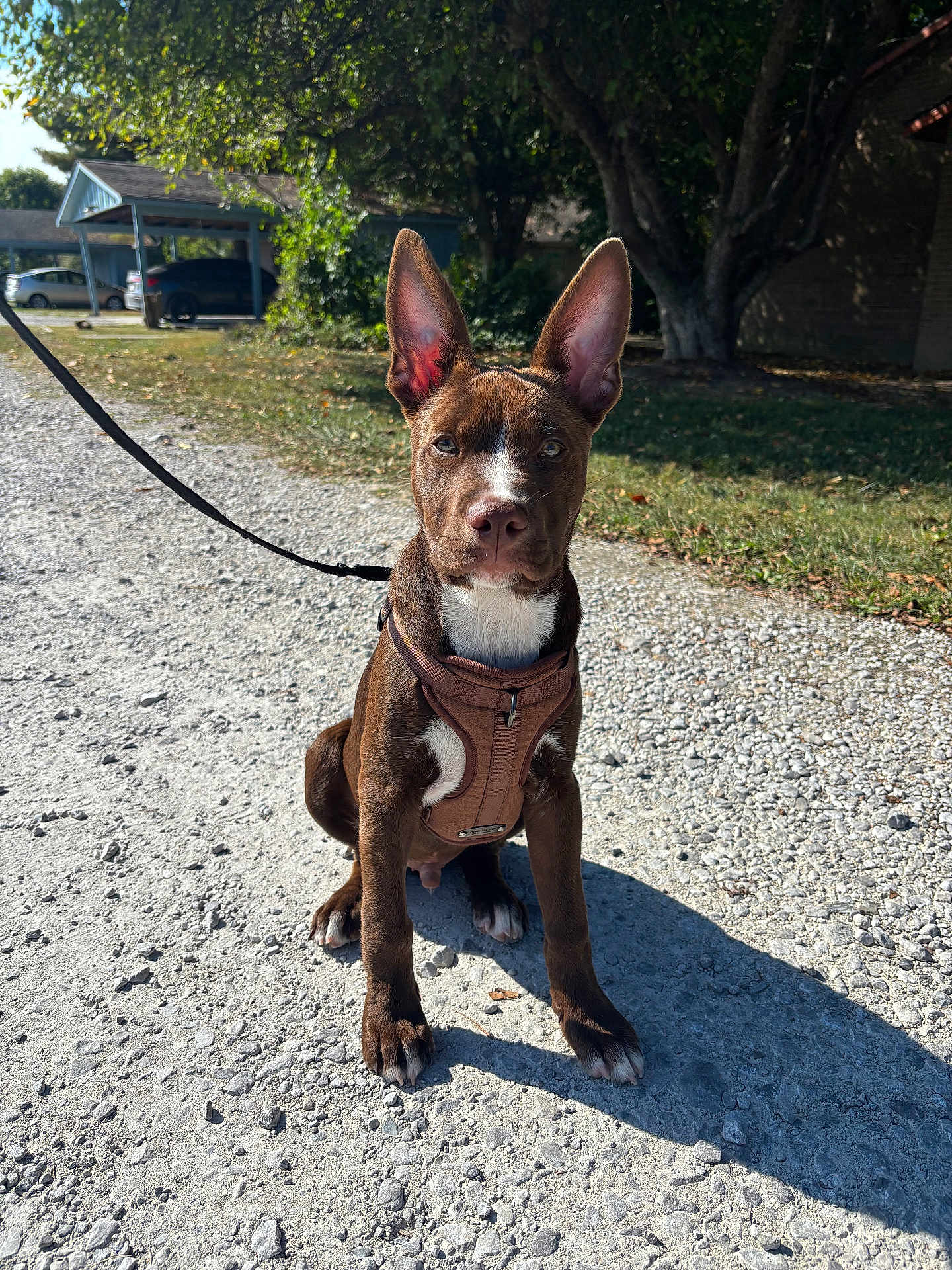 Taz is registered to the contest to win money with this photo: puppy, dog, brown, white, harness, leash, outdoor, gravel, path, grass, tree, sunlight, shadow, parked_cars, curious, sitting, pet, animal, canine, ears