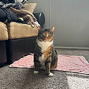 Patches is registered to the contest to win money with this photo: cat, calico_cat, pet, indoor, blanket, carpet, couch, window, natural_light, furniture, cozy, living_room, animal, whiskers, ears, green_eyes, curious, sitting, fur, domestic_cat