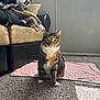 cat, calico_cat, pet, indoor, blanket, carpet, couch, window, natural_light, furniture, cozy, living_room, animal, whiskers, ears, green_eyes, curious, sitting, fur, domestic_cat