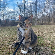 Patches joined the competition — help win amazing prizes! animal, calico_cat, cat, clouds, collar, curious, daylight, domestic_animal, feline, field, grass, leafless_trees, leash, nature, outdoor, pet, sitting, sky, trees, wildlife