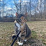 animal, calico_cat, cat, clouds, collar, curious, daylight, domestic_animal, feline, field, grass, leafless_trees, leash, nature, outdoor, pet, sitting, sky, trees, wildlife