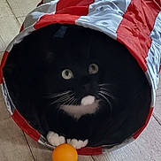 Kassandre participe au concours pour gagner de l'argent avec cette photo : animal, architecture, bag, building, canine, cat, citrusfruit, face, food, hardwood, head, kitten, manx, outdoors, person, pet, photography, portrait, shelter, wood