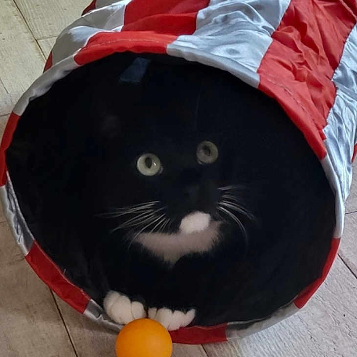 Kassandre participe au concours pour gagner de l'argent avec cette photo : animal, architecture, bag, building, canine, cat, citrusfruit, face, food, hardwood, head, kitten, manx, outdoors, person, pet, photography, portrait, shelter, wood