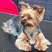 Izzy participe au concours pour gagner de l'argent avec cette photo : dog, yorkshire_terrier, pet, canine, fur, small_dog, animal, cute, domestic_animal, resting, laying_down, ears, face, outdoor_furniture, cushion, black_surface, brown_fur, gray_fur, fluffy, closeup