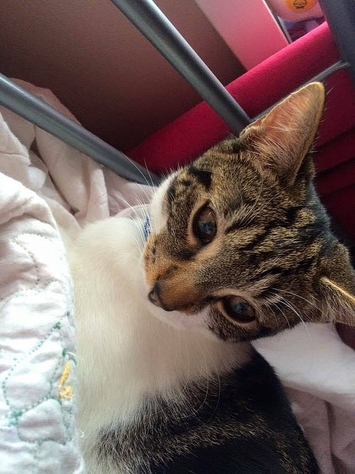 Kia joined the competition — help win amazing prizes! carnivore, cat, claw, comfort, domestic_short_haired_cat, felidae, fur, metal, paw, small_to_medium_sized_cats, snout, tail, terrestrial_animal, whiskers