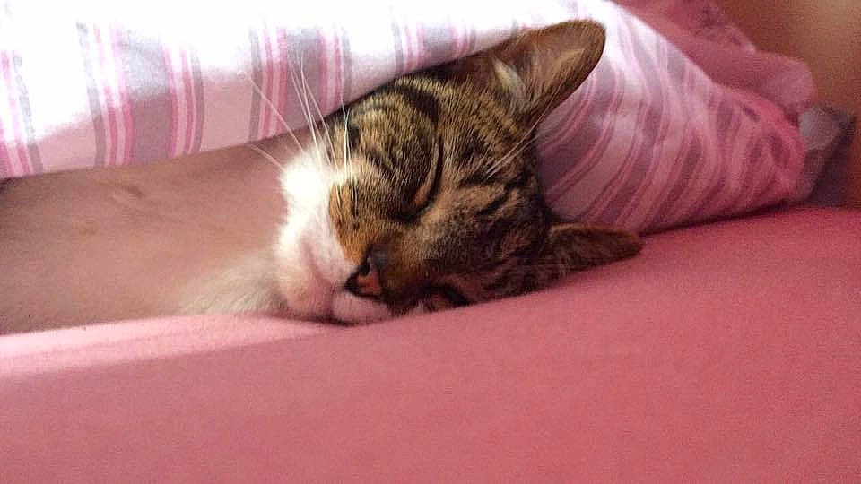 Kia is registered to the contest to win money with this photo: bed, bedding, carnivore, cat, comfort, domestic_short_haired_cat, eye, felidae, fur, human_leg, linens, nap, paw, room, sleep, small_to_medium_sized_cats, snout, terrestrial_animal, whiskers, wildlife