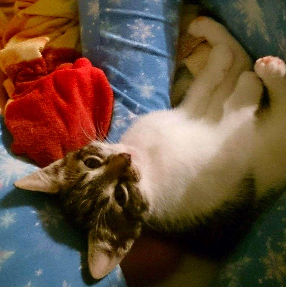 Kia is registered to the contest to win money with this photo: canidae, carnivore, cat, claw, cloud, comfort, domestic_short_haired_cat, ear, fawn, felidae, fur, gesture, nap, paw, plant, small_to_medium_sized_cats, snout, tail, vertebrate, whiskers