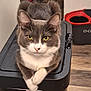 Salem is registered to the contest to win money with this photo: cat, gray_cat, white_paws, yellow_eyes, pet_bowls, trash_bin, indoor, flooring, fur, whiskers, animal, domestic_cat, crossed_paws, relaxed, looking_at_camera, household, feline, curious, mammal, home_interior