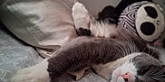 Salem is registered to the contest to win money with this photo: cat, bed, pillow, plush_toy, grey_cat, white_paws, indoor, sleepy, relaxed, feline, bedroom, soft_fabric, patterned_bedspread, toy, decor, resting, close_up, whiskers, pink_nose, fur