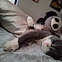 cat, bed, pillow, plush_toy, grey_cat, white_paws, indoor, sleepy, relaxed, feline, bedroom, soft_fabric, patterned_bedspread, toy, decor, resting, close_up, whiskers, pink_nose, fur