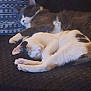 Salem is registered to the contest to win money with this photo: cat, sleeping, resting, feline, pet, indoor, cozy, two_cats, paw, fur, whiskers, relaxation, cushion, patterned_pillow, domestic_animal, animal, companion, cute, quiet, home
