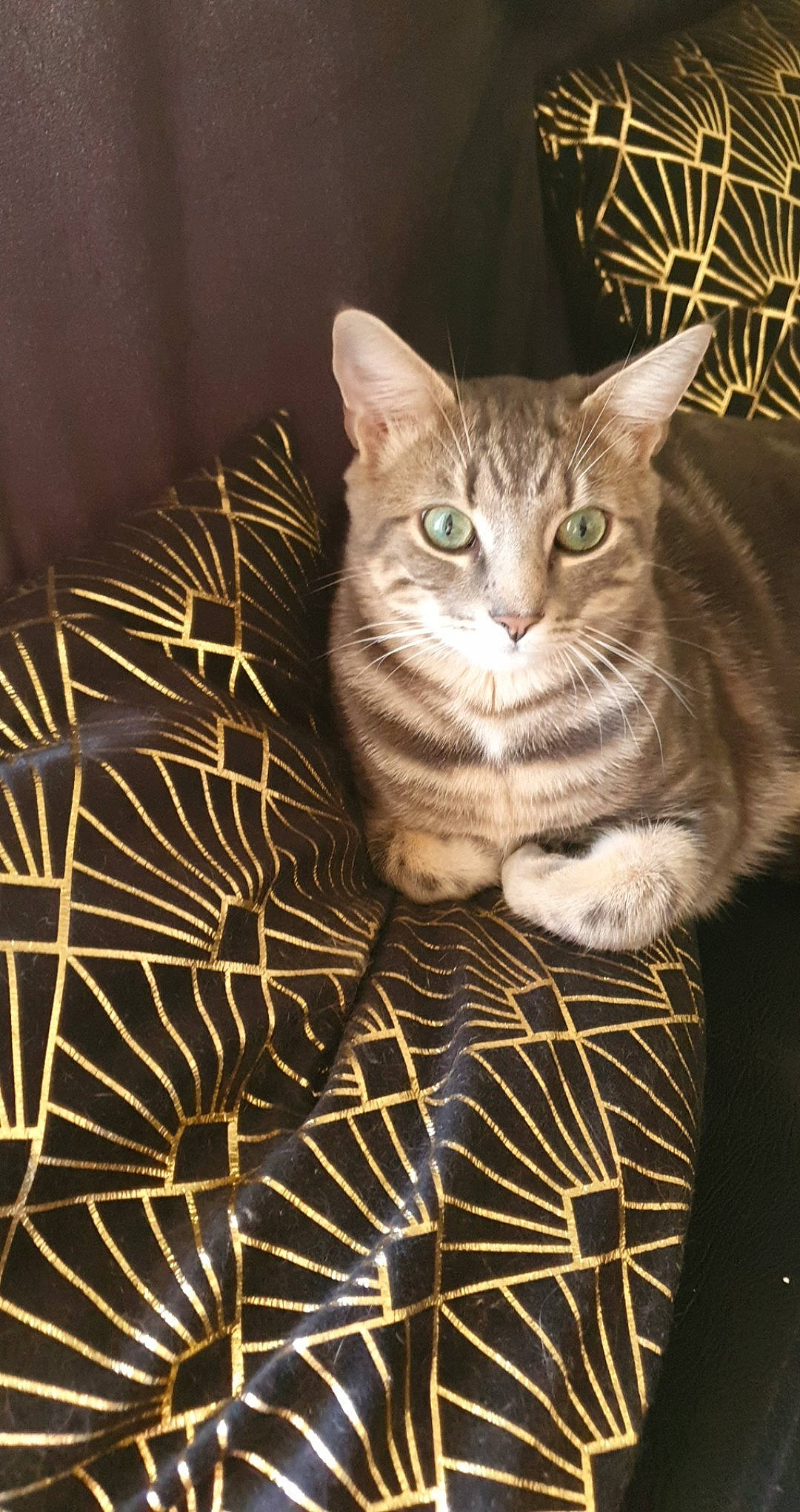 Tinou a rejoint le concours — aidez-le/la à gagner de superbes lots ! american_bobtail, american_shorthair, american_wirehair, asian, australian_mist, california_spangled, carnivore, cat, domestic_short_haired_cat, dragon_li, european_shorthair, felidae, kitten, mammal, ocicat, pixie_bob, small_to_medium_sized_cats, tabby_cat, whiskers, wild_cat