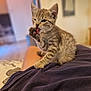 animal, blurred_background, cat, close_up, cozy, cute, feline, fur, indoor, kitten, licking, paw, person_lap, pet, sitting, small, striped, tabby, whiskers, young