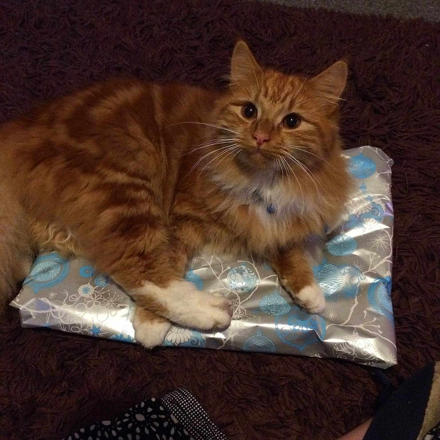 Chesney is registered to the contest to win money with this photo: