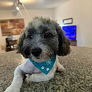 Dj joined the competition — help win amazing prizes! dog, pet, fluffy, gray_and_white, bandana, portrait, close_up, lying_down, front_paws, long_ears, dark_eyes, black_nose, groomed, indoor, kitchen, countertop, living_room, television, ceiling_lights, home