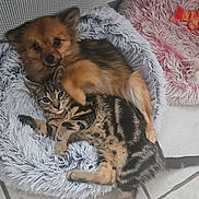 Tigrou participe au concours pour gagner de l'argent avec cette photo : animal, blanket, canine, cat, chihuahua, cockerspaniel, couch, dog, eskimodog, furniture, germanshepherd, homedecor, husky, kitten, manx, papillon, person, pet, puppy, sleeping