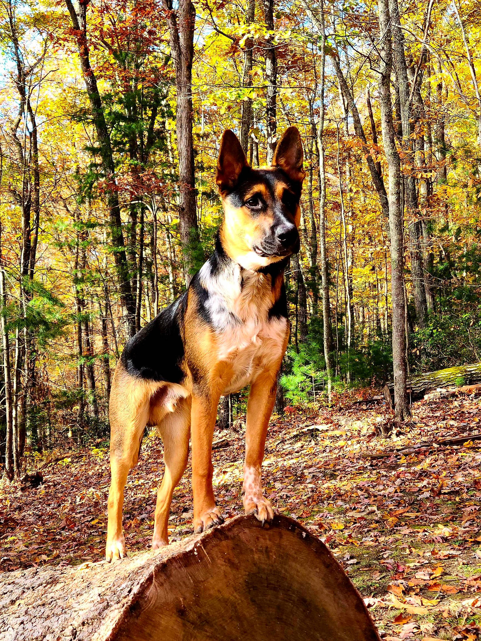 Shadow is registered to the contest to win money with this photo: adventure, art, canidae, carnivore, companion_dog, dog, dog_breed, fawn, forest, herding_dog, northern_hardwood_forest, plant, snout, sporting_group, tail, temperate_broadleaf_and_mixed_forest, tree, wood, woodland, working_animal