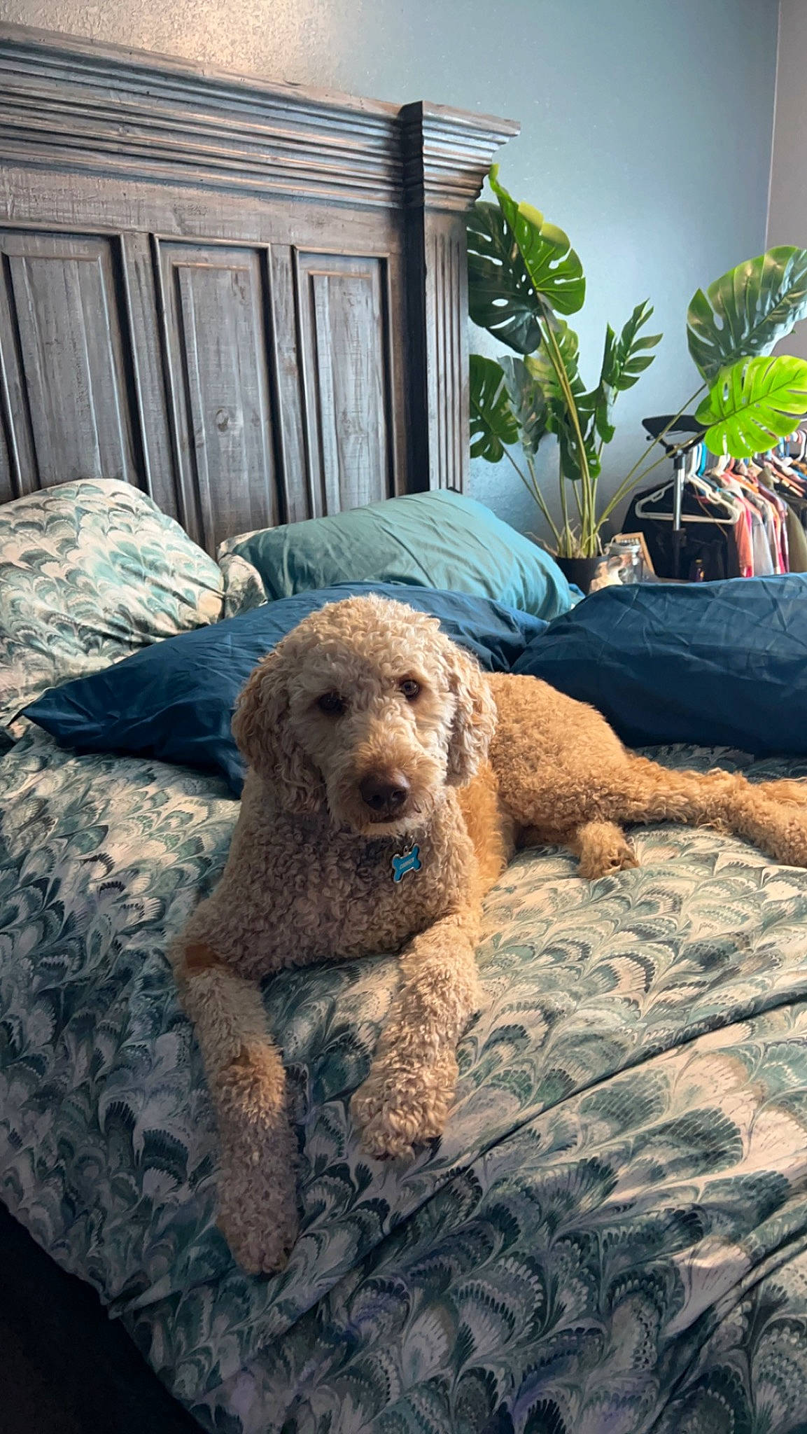 Cooper is registered to the contest to win money with this photo: canidae, carnivore, comfort, companion_dog, dog, dog_breed, fawn, flowerpot, fur, grass, herb, houseplant, plant, poodle, snout, sporting_group, terrier, toy, water_dog, wood