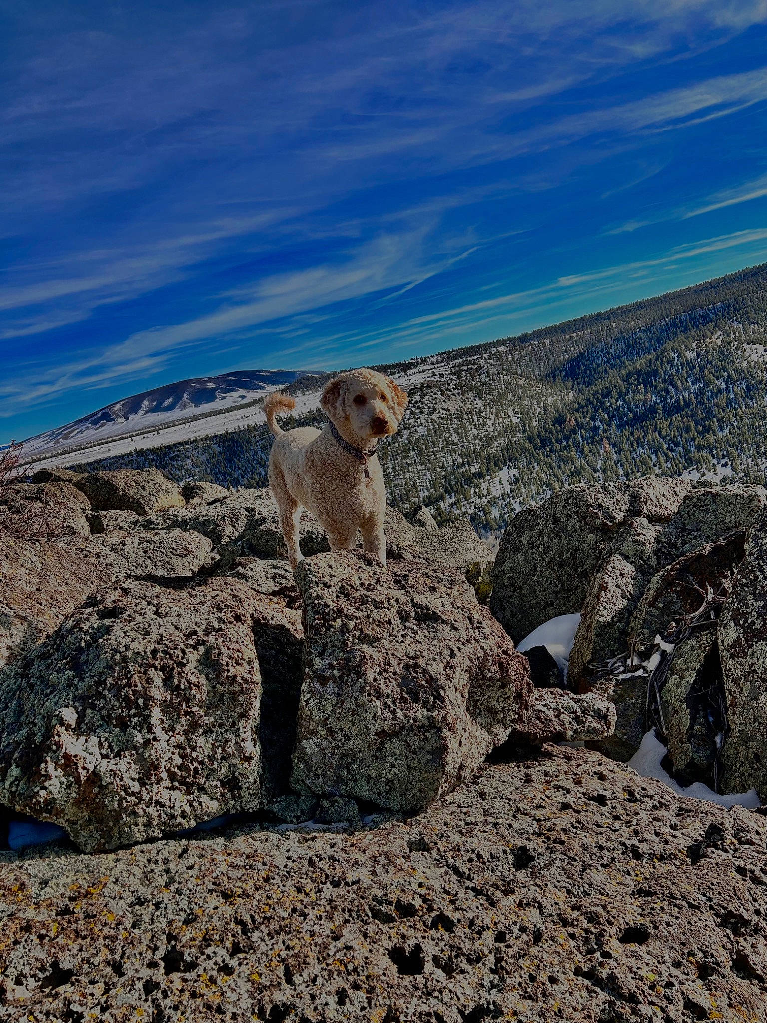 Cooper is registered to the contest to win money with this photo: ancient_history, badlands, bedrock, canidae, cloud, fawn, formation, landscape, makhtesh, ocean, outcrop, plateau, rock, sky, soil, sporting_group, terrestrial_animal, tundra, water, wildlife