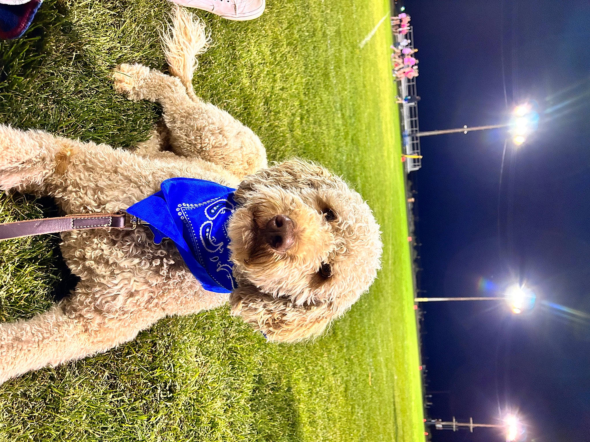 Cooper is registered to the contest to win money with this photo: canidae, carnivore, companion_dog, dog, dog_breed, electric_blue, fun, grass, grass_family, green, lawn, leisure, lens_flare, light, people_in_nature, plant, shrub, sky, street_light, tree