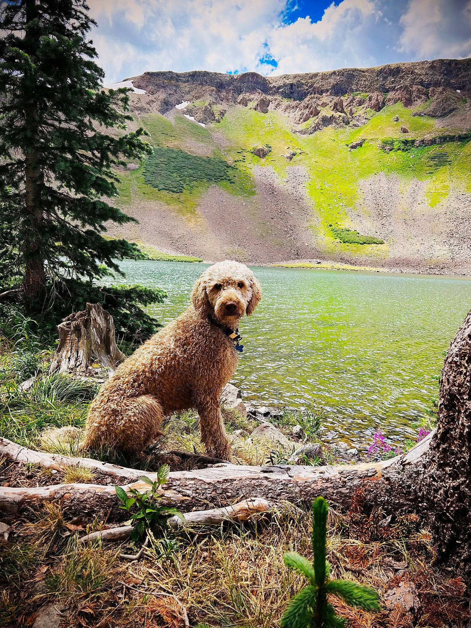 Cooper joined the competition — help win amazing prizes! art, canidae, carnivore, cloud, companion_dog, cumulus, dog, dog_breed, fawn, grass, landscape, mountain, natural_landscape, people_in_nature, plant, sky, sporting_group, tree, water_dog, working_animal