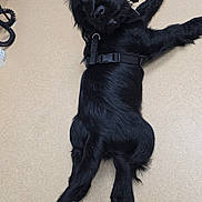 Loki is registered to the contest to win money with this photo: puppy, dog, black_dog, lying_down, harness, indoor, curious, pet, animal, floor, looking_back, short_hair, tail, ears, cute, young_dog, canine, domestic_animal, companion, alert