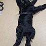 puppy, dog, black_dog, lying_down, harness, indoor, curious, pet, animal, floor, looking_back, short_hair, tail, ears, cute, young_dog, canine, domestic_animal, companion, alert