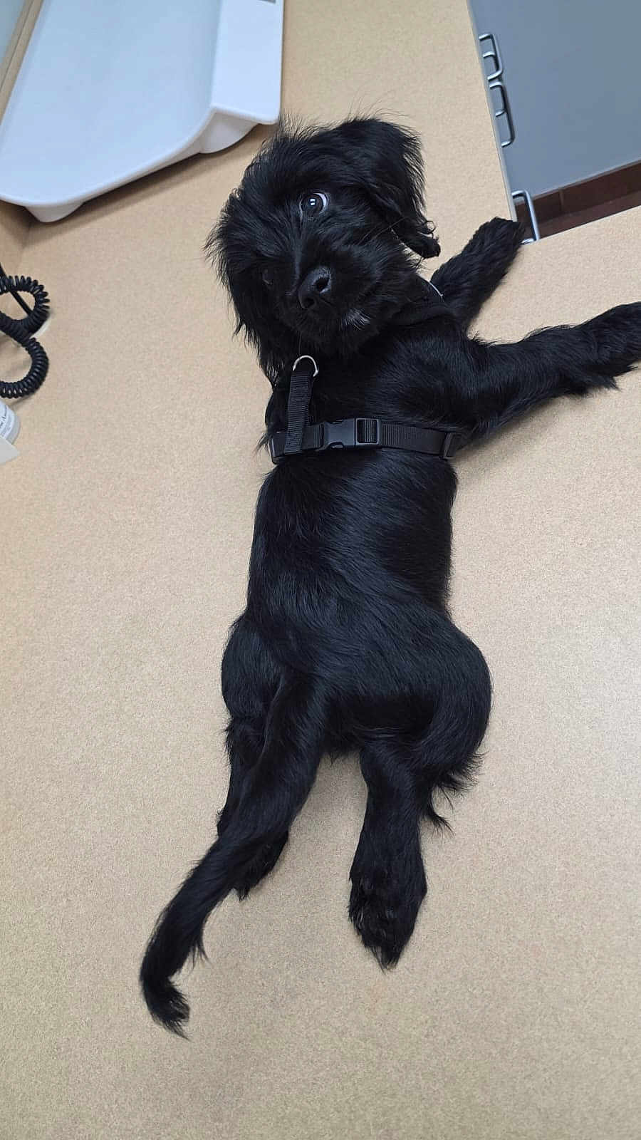 Loki