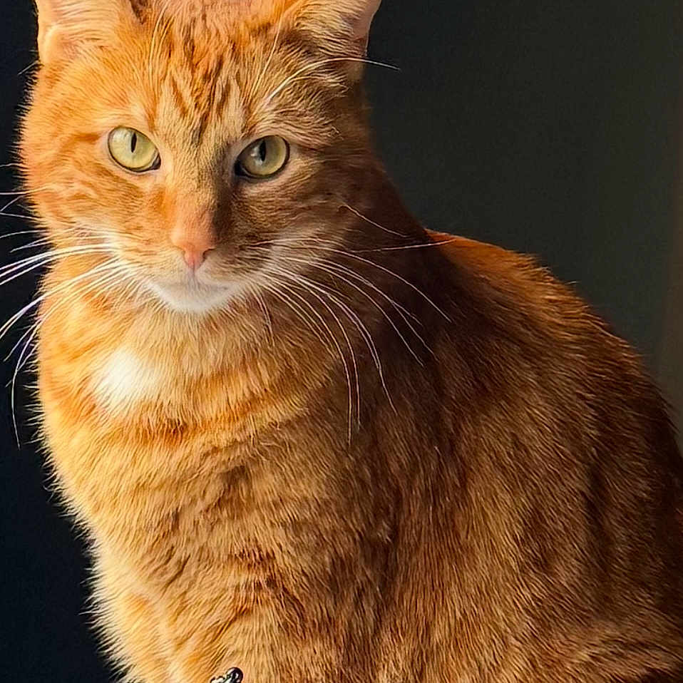 Laurent a rejoint le concours — aidez-le/la à gagner de superbes lots ! abyssinian, animal, appliance, cat, computer, desk, device, drawer, electricaldevice, electronics, furniture, laptop, manx, pc, pen, pet, refrigerator, shelf, table, text