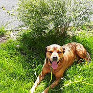 Simba participe au concours pour gagner de l'argent avec cette photo : animal, backyard, canine, dog, field, goldenretriever, grass, grassland, herbal, herbs, hound, lawn, nature, outdoors, pet, plant, puppy, summer, vegetation, yard