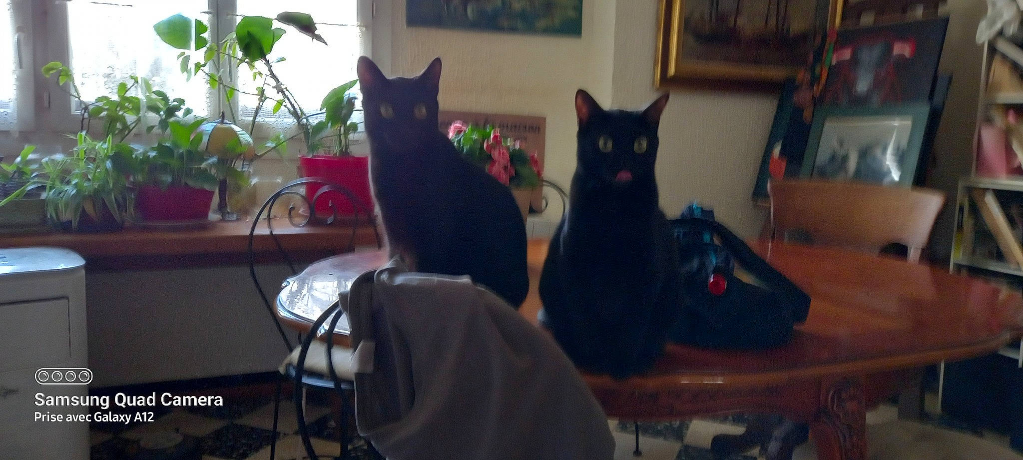 Safir a rejoint le concours — aidez-le/la à gagner de superbes lots ! black_cat, bombay, carnivore, cat, chair, domestic_short_haired_cat, felidae, flowerpot, fur, house, houseplant, plant, room, sitting, small_to_medium_sized_cats, table, tail, tree, whiskers, window