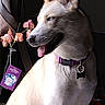 alert, animal, blue_eyes, close_up, collar, dark_background, dog, dog_tag, flowers, funny, indoor, orchid, pet, pointed_ears, portrait, profile, sitting, tongue_out, white_dog, white_fur