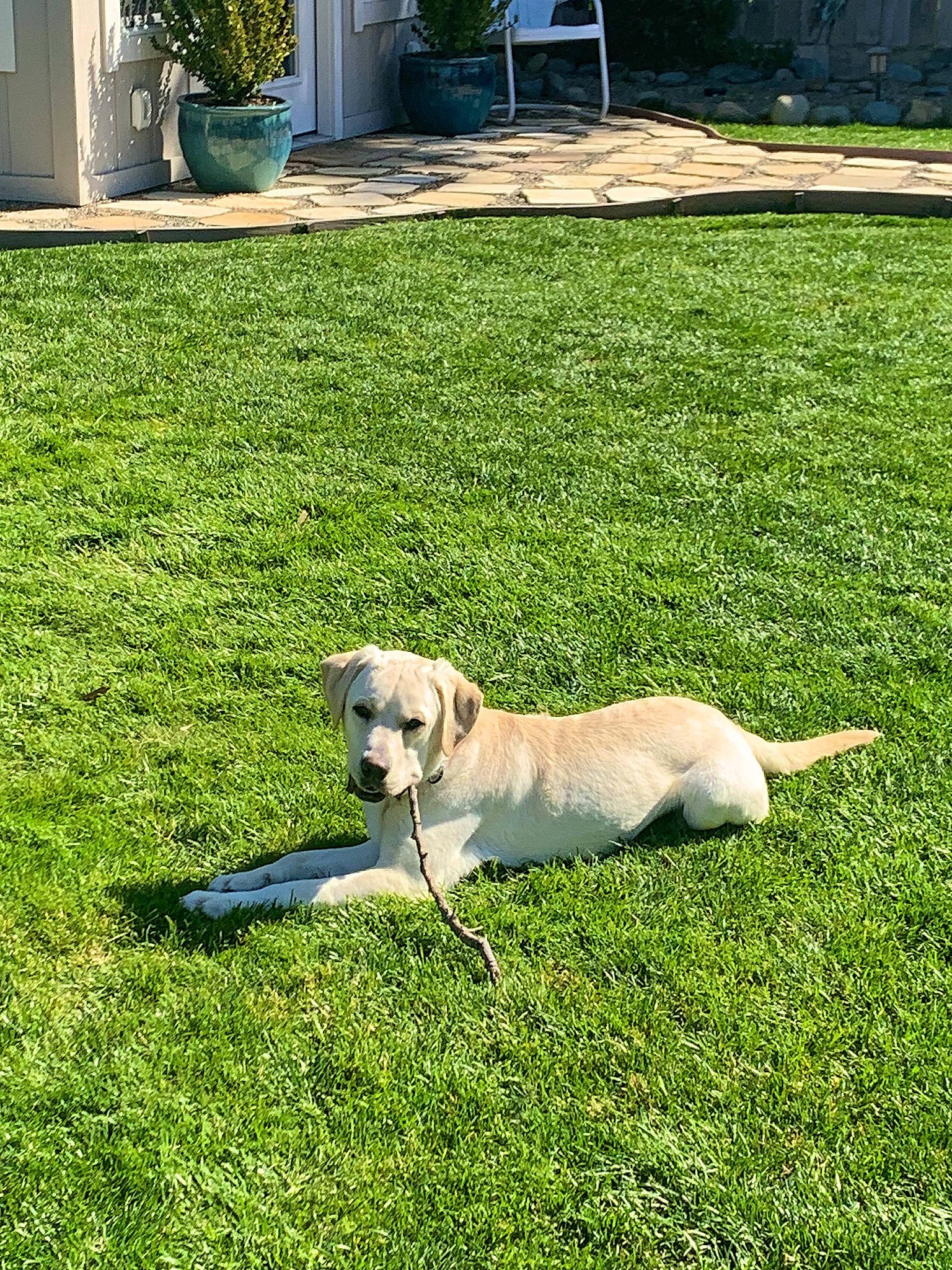 Niko is registered to the contest to win money with this photo: canidae, carnivore, chair, collar, companion_dog, dog, dog_breed, fawn, garden, grass, grassland, gun_dog, labrador_retriever, lawn, pet_supply, plant, sporting_group, tail, working_animal, yard