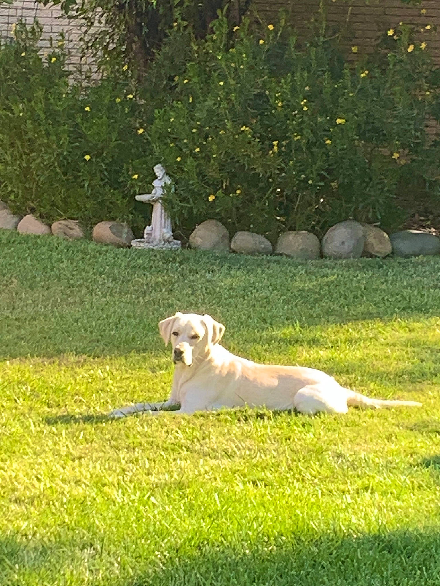 Niko is registered to the contest to win money with this photo: canidae, carnivore, companion_dog, dog, dog_breed, fawn, garden, grass, grass_family, grassland, groundcover, landscape, landscaping, lawn, leisure, meadow, plant, shrub, sporting_group, tail