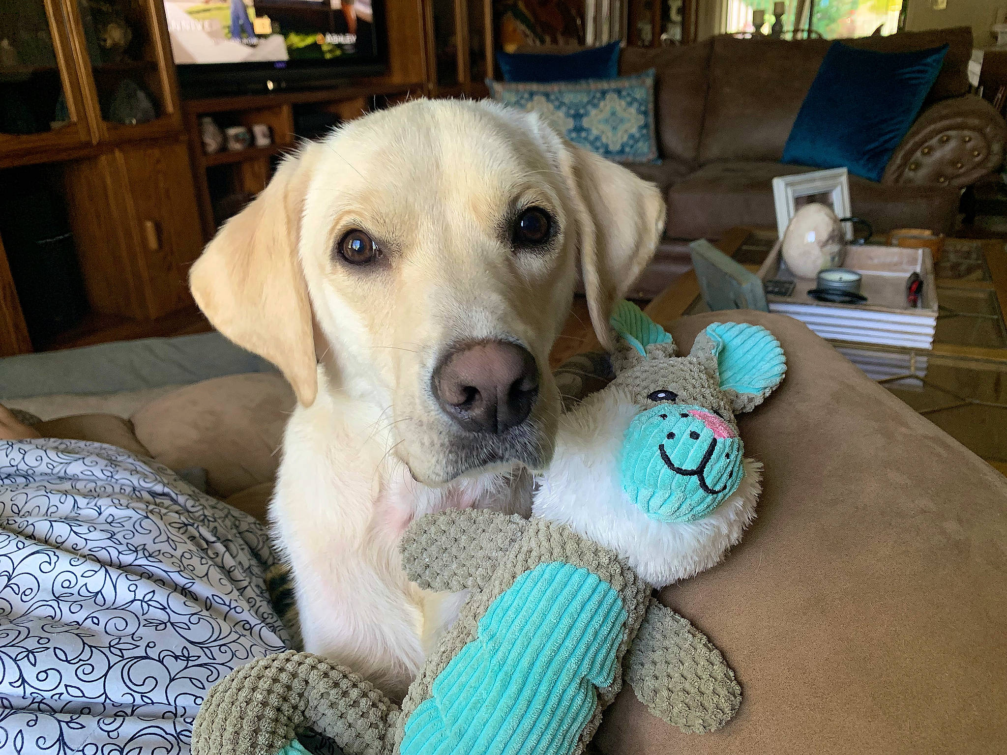 Niko joined the competition — help win amazing prizes! cabinetry, canidae, carnivore, comfort, companion_dog, couch, dog, dog_breed, dog_supply, dog_toy, drawer, fawn, paw, pet_supply, retriever, snout, sporting_group, toy, whiskers, working_animal