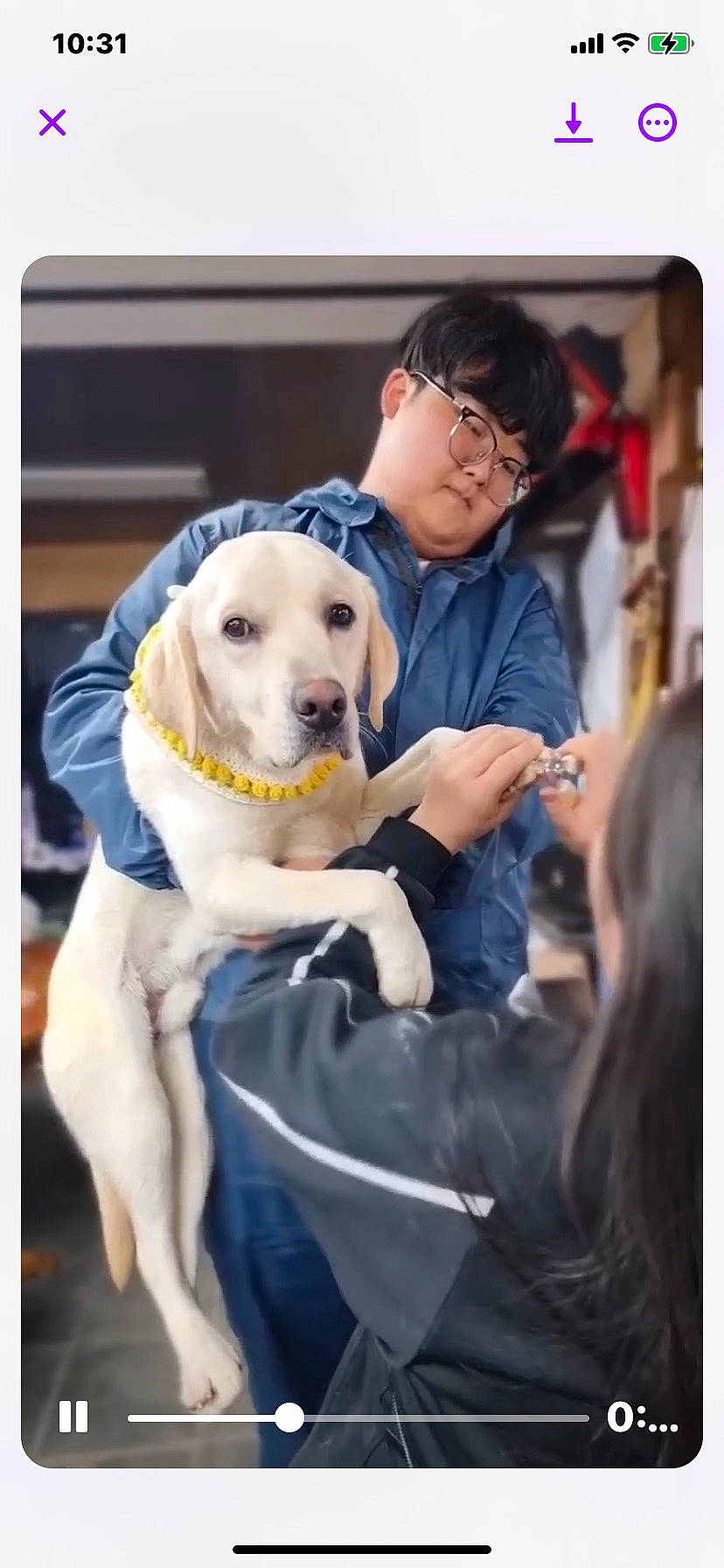 Niko is registered to the contest to win money with this photo: canidae, carnivore, companion_dog, dog, dog_breed, dog_collar, event, fur, glasses, guard_dog, happy, photo_caption, puppy, puppy_love, retriever, selfie, sitting, snapshot, sporting_group, working_animal