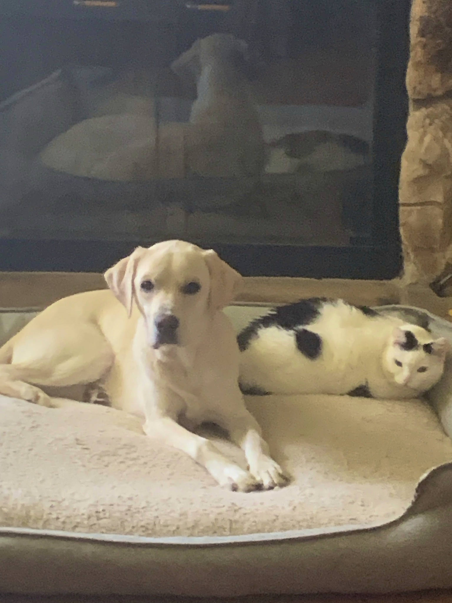 Niko is registered to the contest to win money with this photo: canidae, carnivore, comfort, companion_dog, dog, dog_breed, dog_supply, fawn, fur, monochrome_photography, nap, paw, pet_supply, sitting, snout, sporting_group, terrestrial_animal, whiskers, wood, working_animal