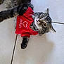 Louna participe au concours pour gagner de l'argent avec cette photo : cat, kitten, tabby, pet, animal, feline, cute, red_sweater, clothing, heart, tile_floor, flooring, indoor, whiskers, paw, lying_down, looking_up, fur, young, domestic_animal