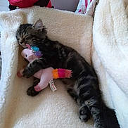Louna participe au concours pour gagner de l'argent avec cette photo : kitten, sleeping, plushie, unicorn, toy, fluffy, blanket, cute, pet, tabby, fur, cozy, indoor, resting, animal, comfort, soft, snuggling, claws, paw