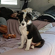 Roucky a rejoint le concours — aidez-le/la à gagner de superbes lots ! puppy, dog, bed, blanket, pillow, stuffed_toy, indoor, cozy, tricolor, sitting, pet, furniture, human_arm, window, curtain, relaxed, cute, young_dog, domestic_animal, companion
