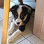 puppy, dog, tile_floor, wooden_furniture, indoor, pet, young_dog, black_and_white, brown_markings, cute, resting, fur, animal, looking, legs, floor, home, cozy, closeup, adorable