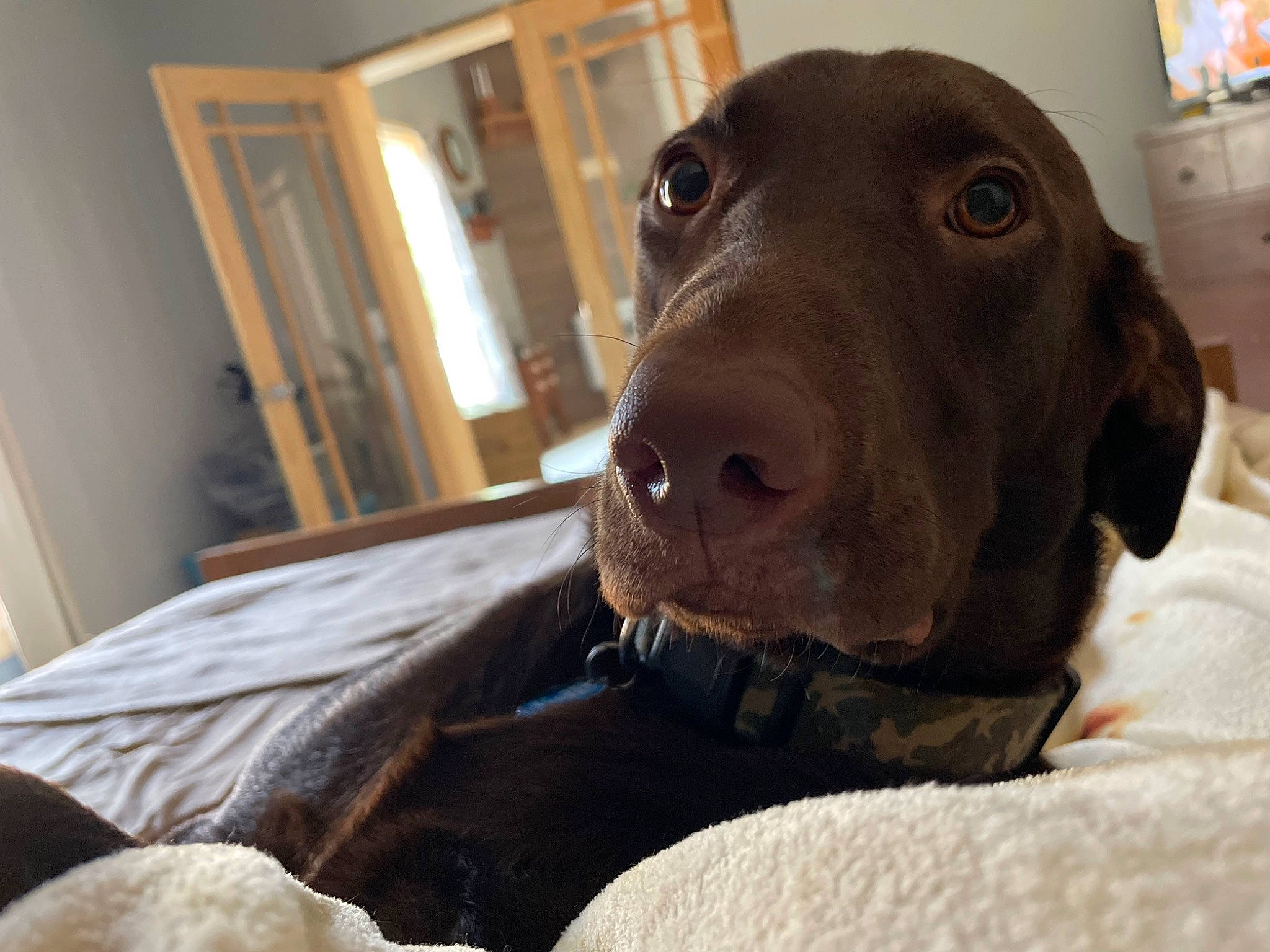 Doc is registered to the contest to win money with this photo: carnivore, comfort, companion_dog, dog, dog_breed, dog_collar, door, fawn, fur, gun_dog, hardwood, linens, liver, pet_supply, picture_frame, pointing_breed, sporting_group, whiskers, wood, working_animal