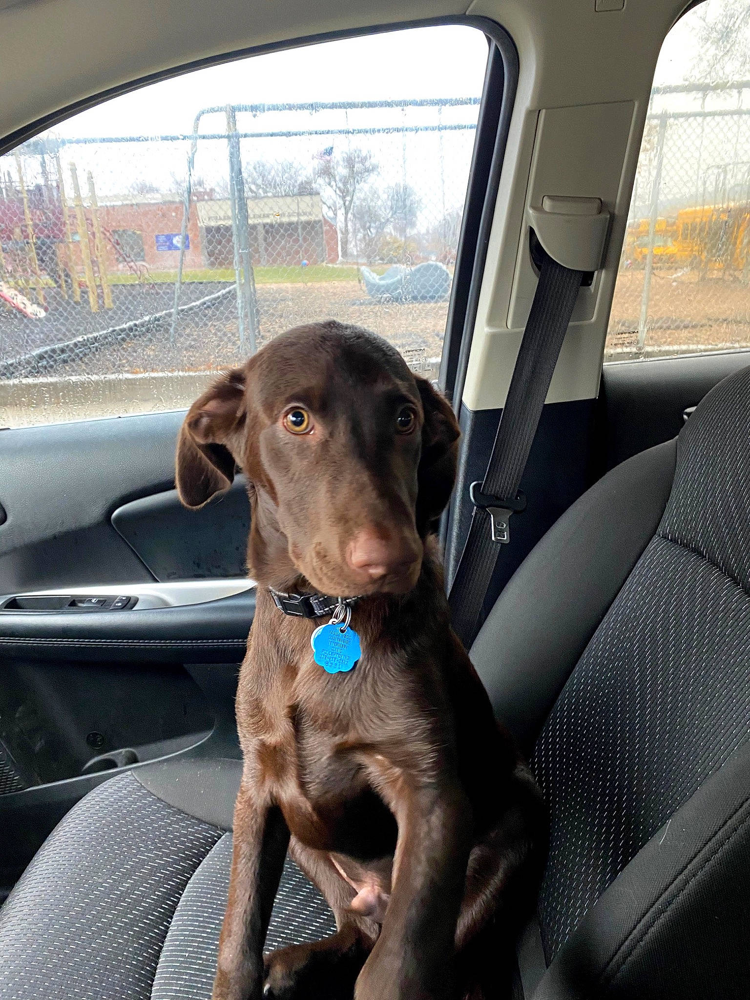 Doc joined the competition — help win amazing prizes! auto_part, automotive_exterior, car, car_seat, car_seat_cover, carnivore, companion_dog, dog, dog_breed, dog_collar, family_car, fawn, gun_dog, liver, motor_vehicle, steering_wheel, vehicle, vehicle_door, window, working_animal
