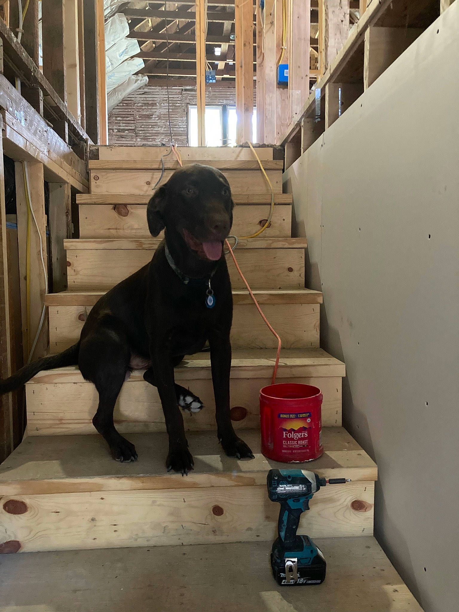 Doc joined the competition — help win amazing prizes! canidae, carnivore, collar, companion_dog, dog, dog_breed, dog_collar, fawn, floor, flooring, gas, guard_dog, hardwood, machine, personal_protective_equipment, pet_supply, sporting_group, tail, wood, working_animal