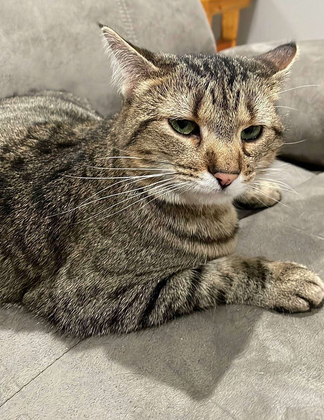 Dixie Lou joined the competition — help win amazing prizes! carnivore, cat, claw, domestic_short_haired_cat, felidae, fur, grass, grey, paw, sand, sitting, small_to_medium_sized_cats, snout, tail, terrestrial_animal, whiskers, wildlife, window