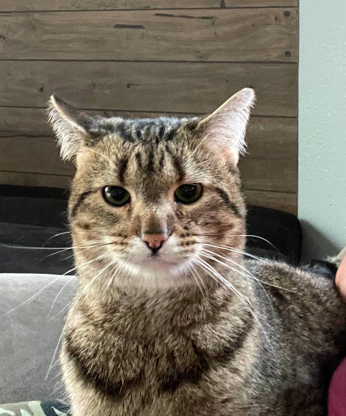 Dixie Lou is registered to the contest to win money with this photo: carnivore, cat, claw, domestic_short_haired_cat, felidae, fur, paw, small_to_medium_sized_cats, snout, terrestrial_animal, tree, whiskers, window