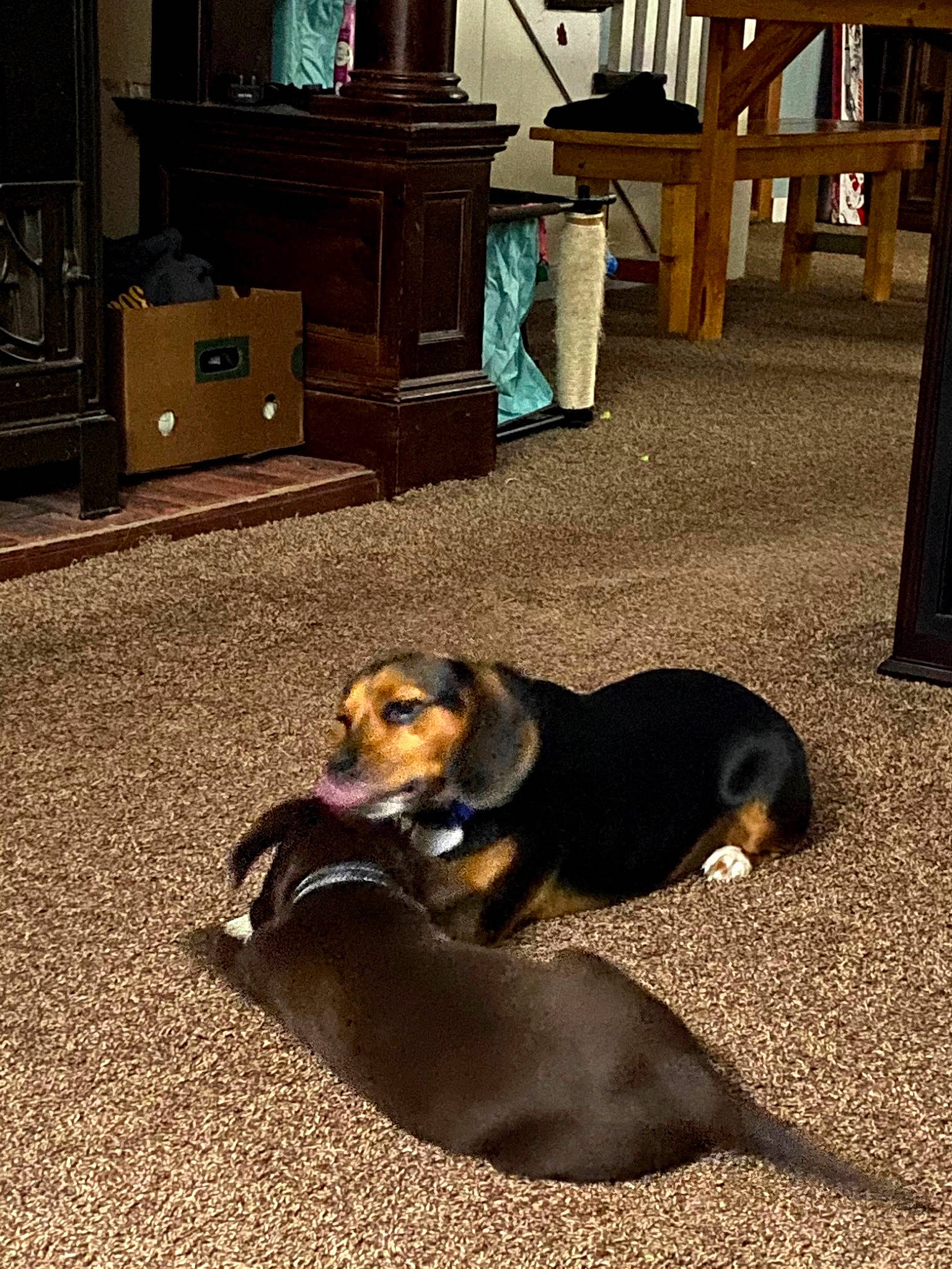 Charlie is registered to the contest to win money with this photo: brown, cabinetry, canidae, carnivore, chest_of_drawers, comfort, companion_dog, cupboard, dog, dog_breed, drawer, floor, flooring, hardwood, houseplant, living_room, room, sporting_group, television, wood