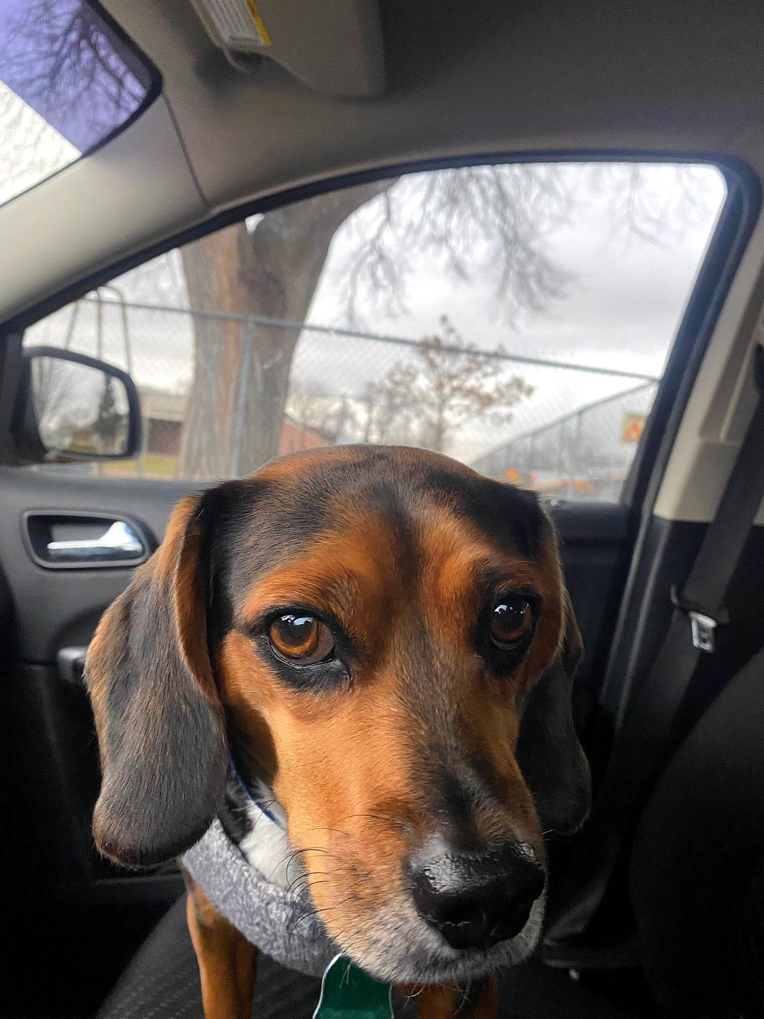 Charlie joined the competition — help win amazing prizes! automotive_exterior, automotive_lighting, automotive_mirror, car, car_seat_cover, carnivore, collar, companion_dog, dog, dog_breed, mammal, motor_vehicle, plant, rear_view_mirror, scent_hound, seat_belt, vehicle, vehicle_door, vertebrate, window