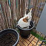 Aloha a rejoint le concours — aidez-le/la à gagner de superbes lots ! cat, calico_cat, flower_pot, plant_pot, wooden_floor, balcony, bamboo_screen, outdoor, pet, animal, fur, sitting, curious, domestic_cat, black_pot, soil, no_plants, fence, daylight, quiet