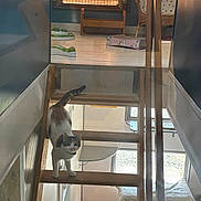 Aloha a rejoint le concours — aidez-le/la à gagner de superbes lots ! cat, stairs, wooden_stairs, indoor, pet, curious, feline, room, window, light, toy, floor, chair, home, reflection, collar, animal, domestic, looking_up, fur